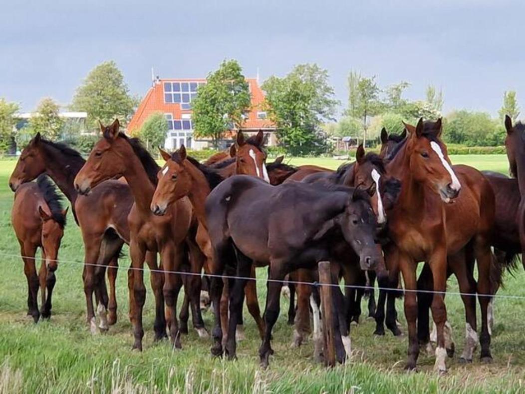 Luxe Gastenverblijf In Het Hart Van Friesland Akkrum Exterior foto